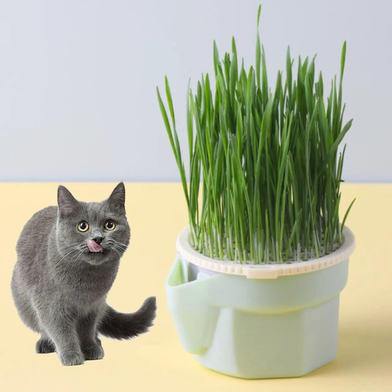 Recipiente para Germinação de Sementes para seu Gato - Bang Variedades